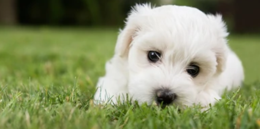 Maltese Puppies in Greater Noida